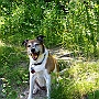 Parson._ Jack_ Russell_ Terrier4(5)